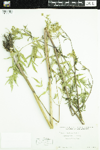 Cicuta maculata image