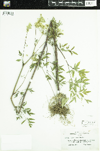 Cicuta maculata image