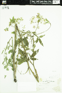 Cicuta maculata image
