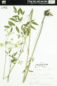 Cicuta maculata image