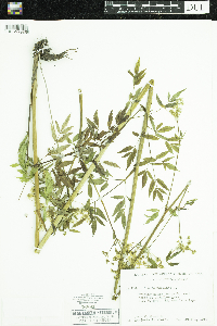 Cicuta maculata image