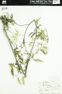 Cicuta maculata image