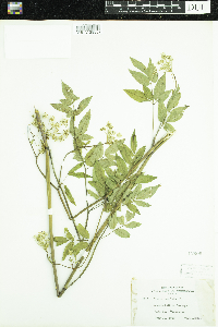Cicuta maculata image
