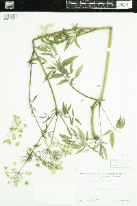 Cicuta maculata image