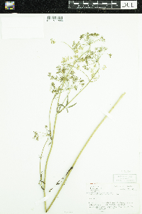 Cicuta maculata image