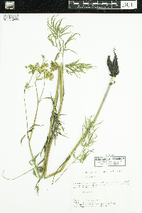 Cicuta maculata image