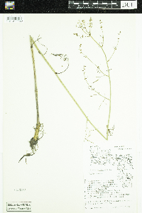 Cicuta bulbifera image