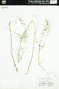 Cicuta bulbifera image