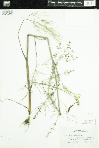 Cicuta bulbifera image