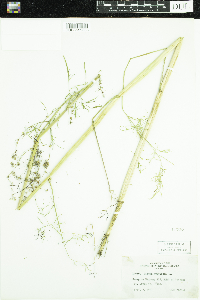 Cicuta bulbifera image