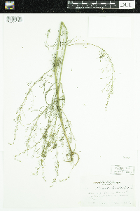 Cicuta bulbifera image