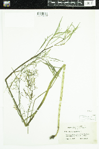 Cicuta bulbifera image