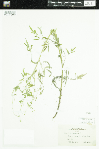 Cicuta bulbifera image