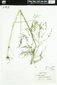 Cicuta bulbifera image
