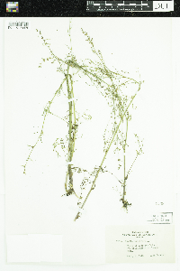 Cicuta bulbifera image