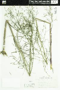 Cicuta bulbifera image