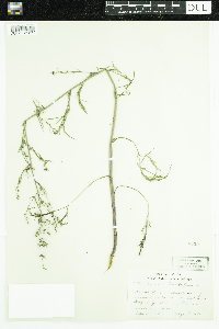 Cicuta bulbifera image