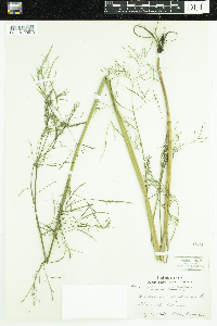 Cicuta bulbifera image