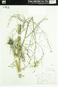 Cicuta bulbifera image