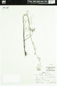 Cicuta bulbifera image