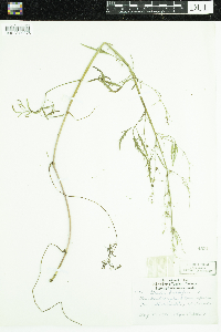 Cicuta bulbifera image