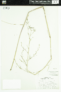 Cicuta bulbifera image