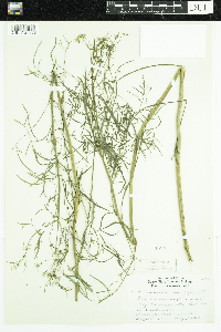Cicuta bulbifera image