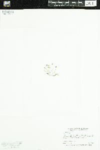 Cicuta bulbifera image