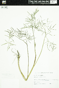 Cicuta bulbifera image