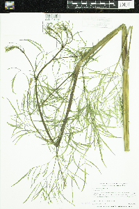 Cicuta bulbifera image