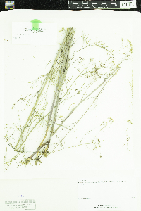 Cicuta bulbifera image