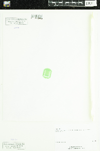 Cicuta bulbifera image
