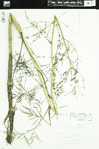 Cicuta bulbifera image