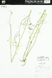 Cicuta bulbifera image