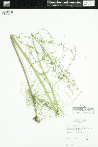 Cicuta bulbifera image