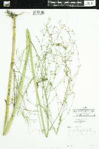 Cicuta bulbifera image