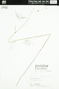 Cicuta bulbifera image