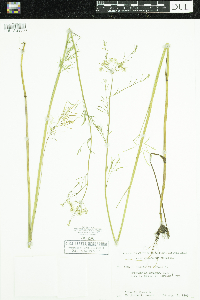 Cicuta bulbifera image