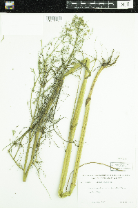 Thumbnail image of current specimen