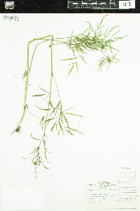 Thumbnail image of current specimen