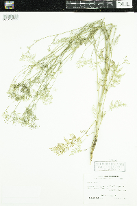 Carum carvi image