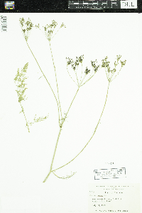 Carum carvi image