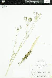 Carum carvi image