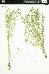 Carum carvi image