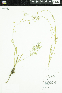 Carum carvi image