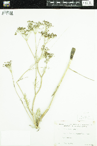 Carum carvi image