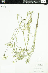 Carum carvi image