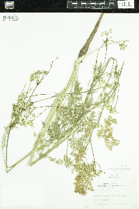 Carum carvi image
