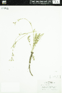 Carum carvi image