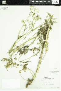 Carum carvi image